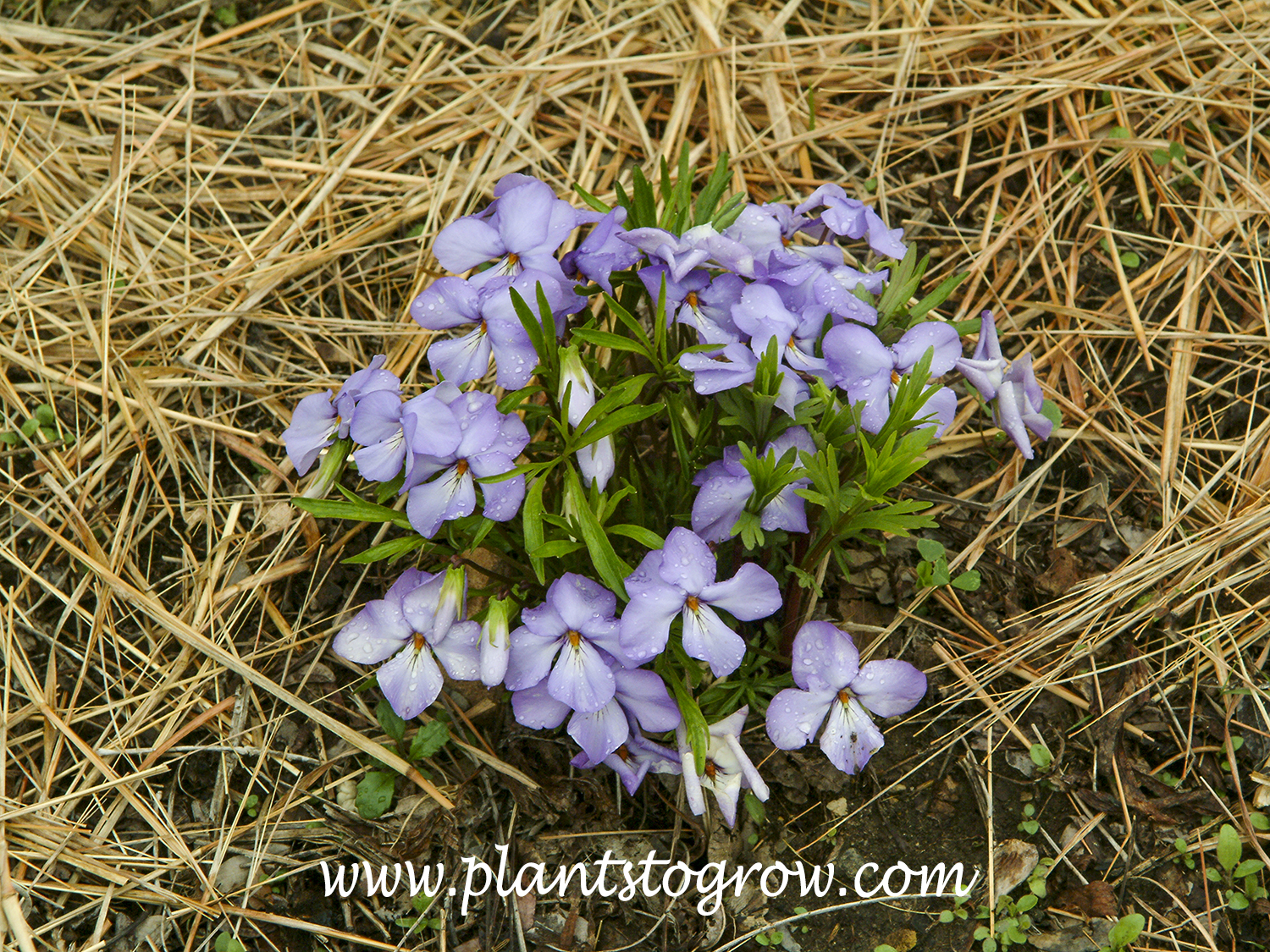 Bird Foot Viola (Viola pedata)